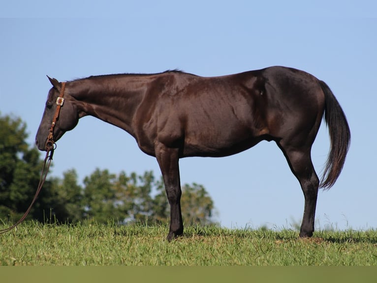 American Quarter Horse Gelding 17 years 16 hh Black in Mount Vernon KY