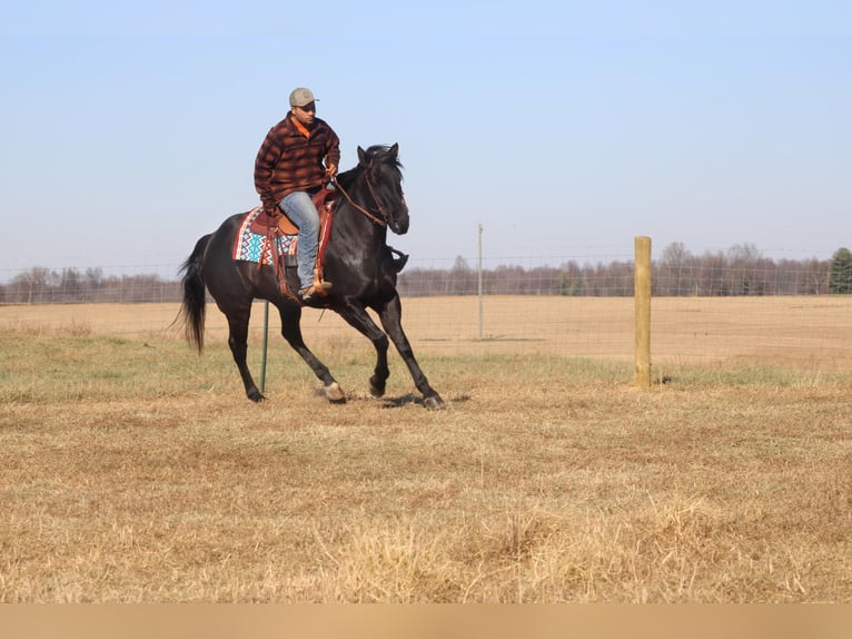 American Quarter Horse Gelding 17 years 16 hh Roan-Blue in sANORA ky