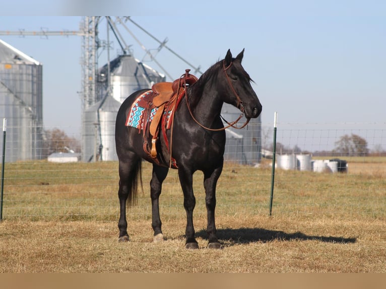 American Quarter Horse Gelding 17 years 16 hh Roan-Blue in sANORA ky