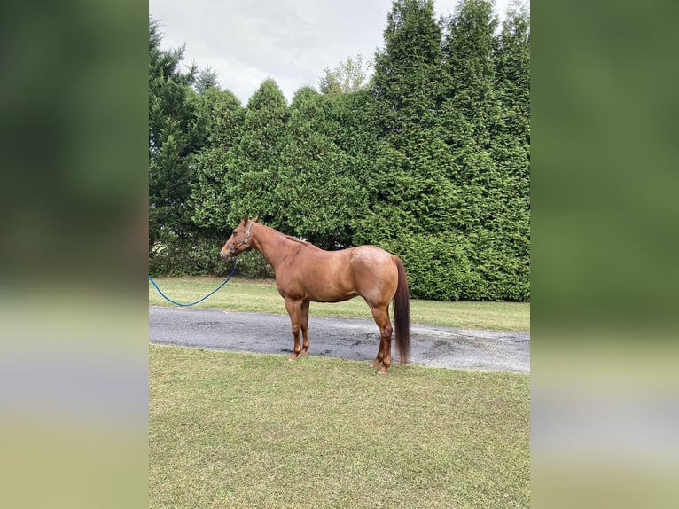 American Quarter Horse Gelding 17 years 16 hh Roan-Red in Royersford