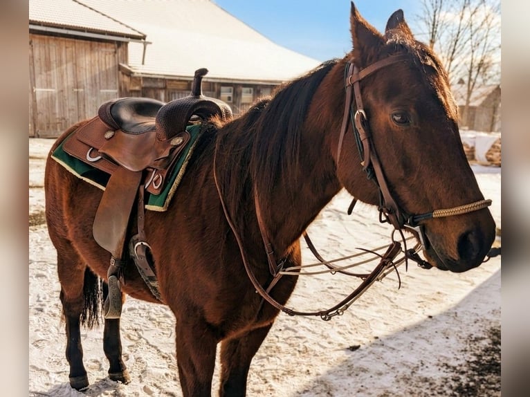 American Quarter Horse Gelding 17 years Brown in Ringelai