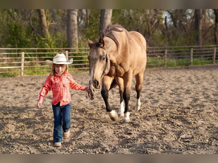 American Quarter Horse Gelding 17 years Buckskin in Valley Springs, SD
