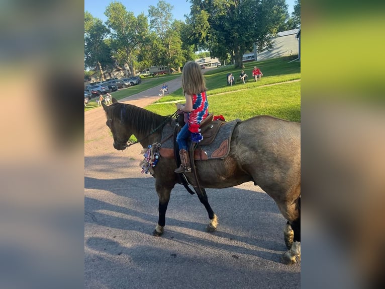 American Quarter Horse Gelding 17 years Buckskin in Valley Springs, SD