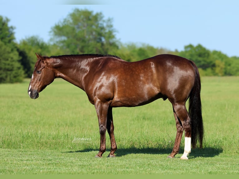 American Quarter Horse Gelding 17 years Chestnut in Buffalo