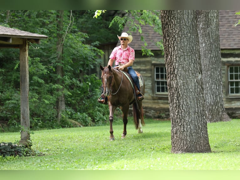 American Quarter Horse Gelding 17 years Chestnut in Buffalo