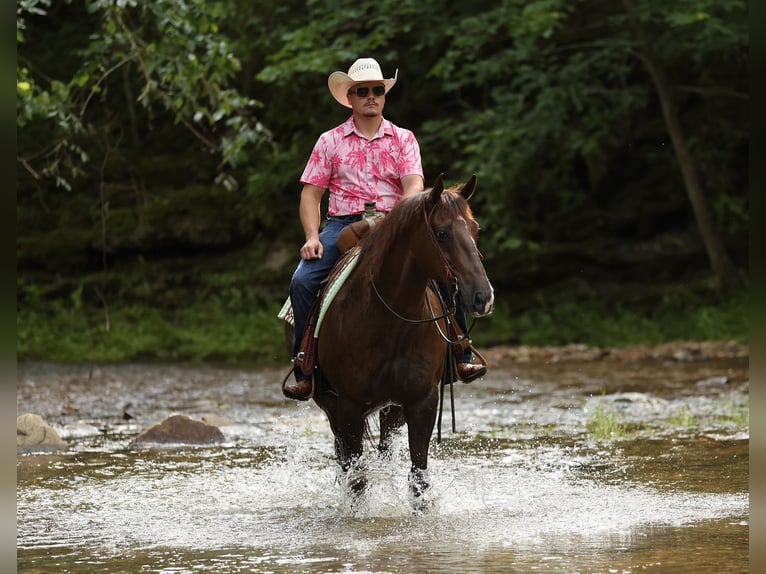 American Quarter Horse Gelding 17 years Chestnut in Buffalo