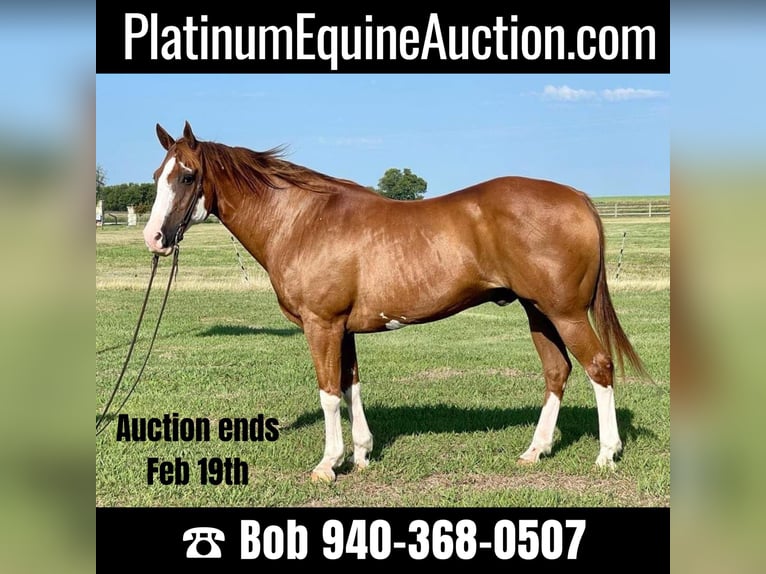 American Quarter Horse Gelding 17 years Overo-all-colors in Pilot point TX