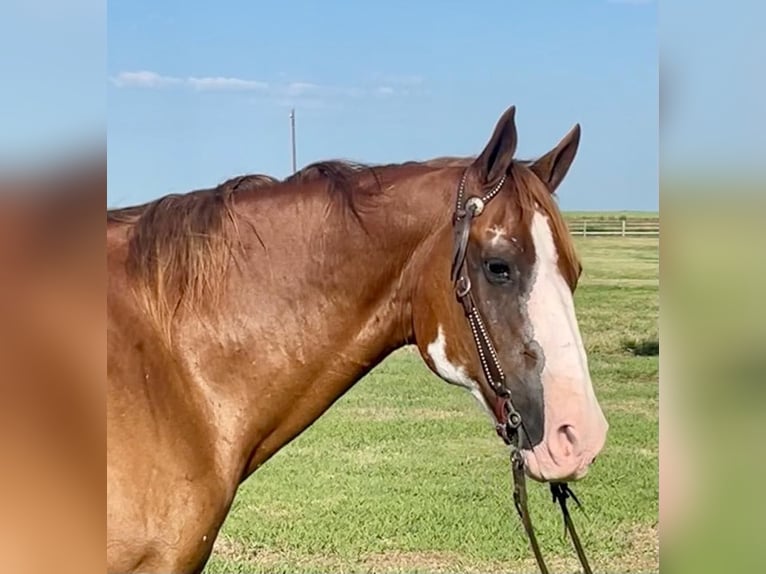 American Quarter Horse Gelding 17 years Overo-all-colors in Pilot point TX