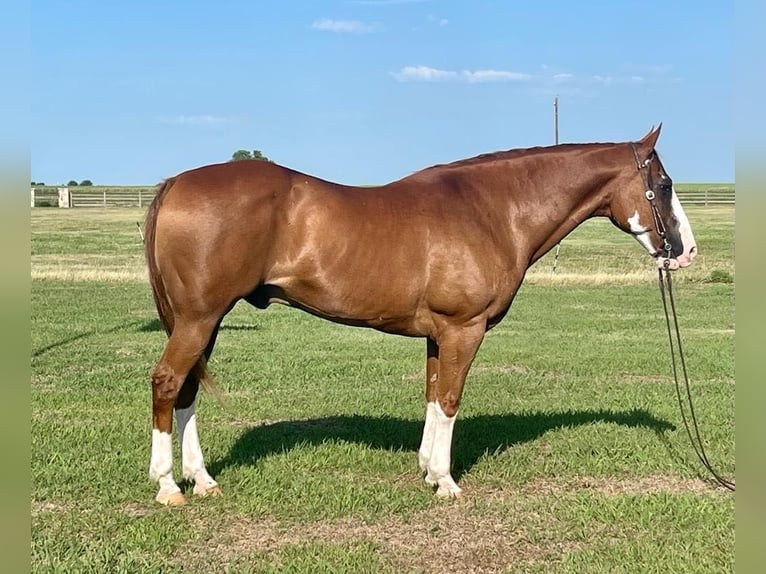 American Quarter Horse Gelding 17 years Overo-all-colors in Pilot point TX