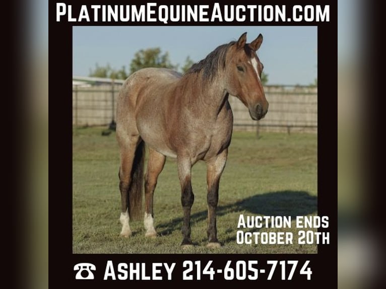 American Quarter Horse Gelding 17 years Roan-Bay in Weatherford TX