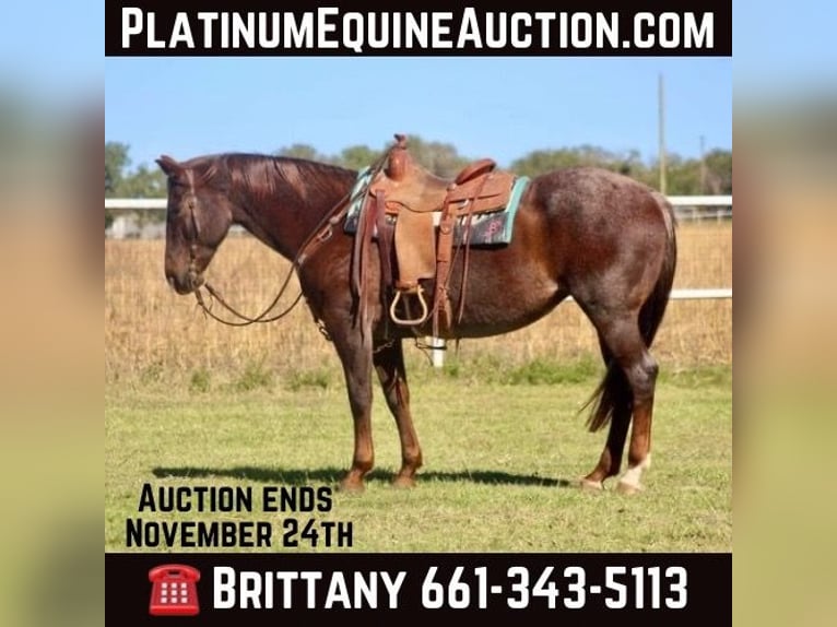 American Quarter Horse Gelding 17 years Roan-Red in Cody WY