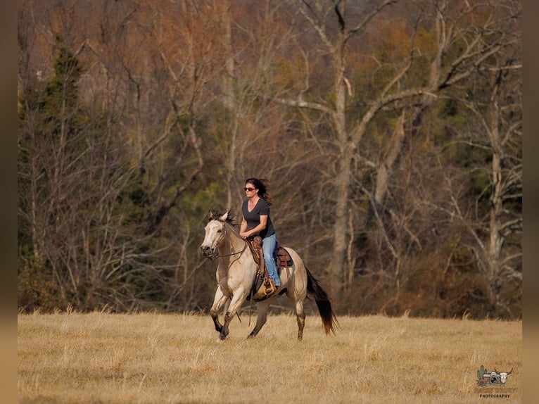 American Quarter Horse Gelding 18 years 14.3 hh Buckskin in Auburn