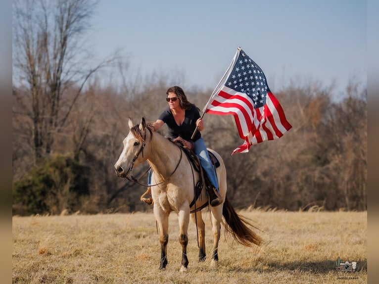 American Quarter Horse Gelding 18 years 14.3 hh Buckskin in Auburn