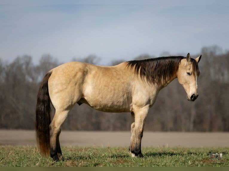 American Quarter Horse Gelding 18 years 14.3 hh Buckskin in Auburn