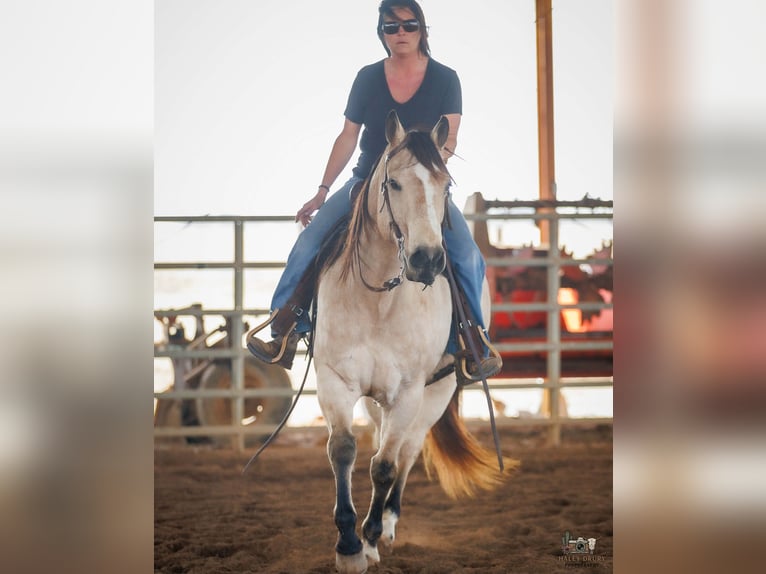 American Quarter Horse Gelding 18 years 14.3 hh Buckskin in Auburn