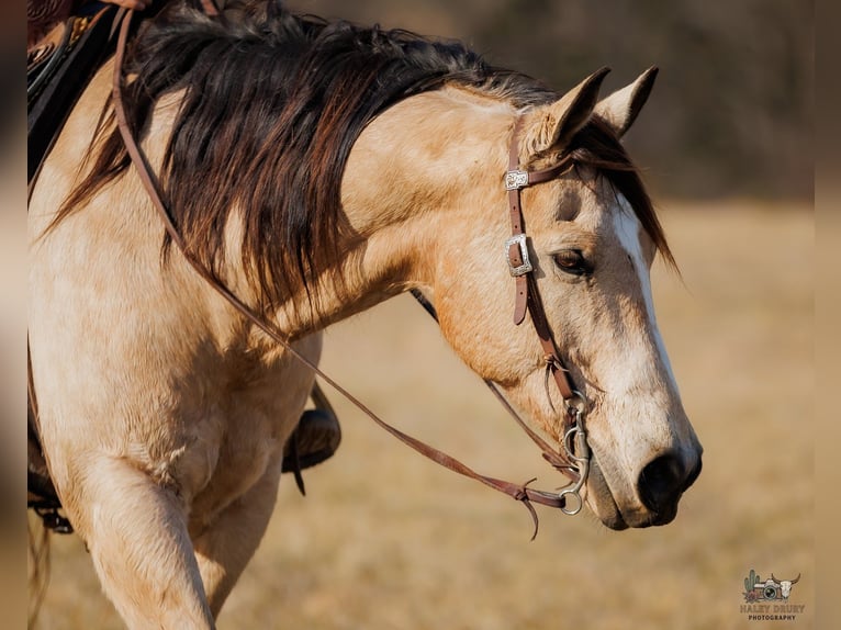 American Quarter Horse Gelding 18 years 14.3 hh Buckskin in Auburn