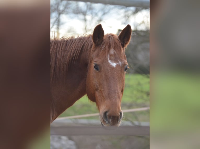 American Quarter Horse Gelding 18 years 14,3 hh Chestnut-Red in Eichenbühl