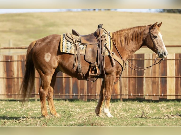 American Quarter Horse Gelding 18 years 14,3 hh Sorrel in Ore City TX