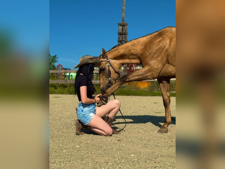 American Quarter Horse Gelding 18 years 14,2 hh Palomino in Lannach