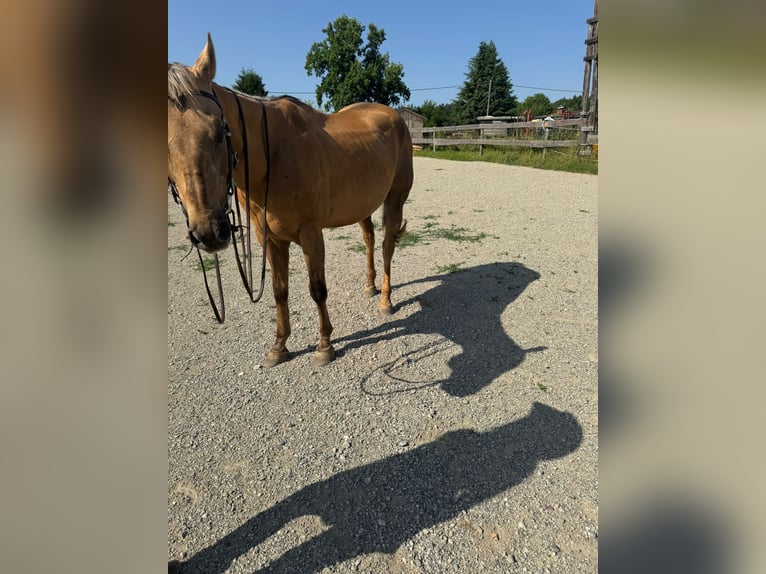 American Quarter Horse Gelding 18 years 14,2 hh Palomino in Lannach