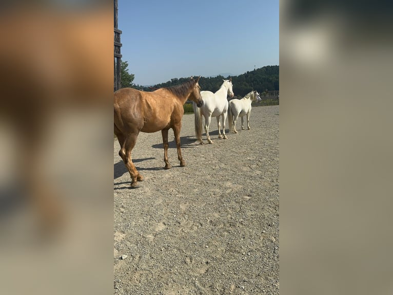 American Quarter Horse Gelding 18 years 14,2 hh Palomino in Lannach