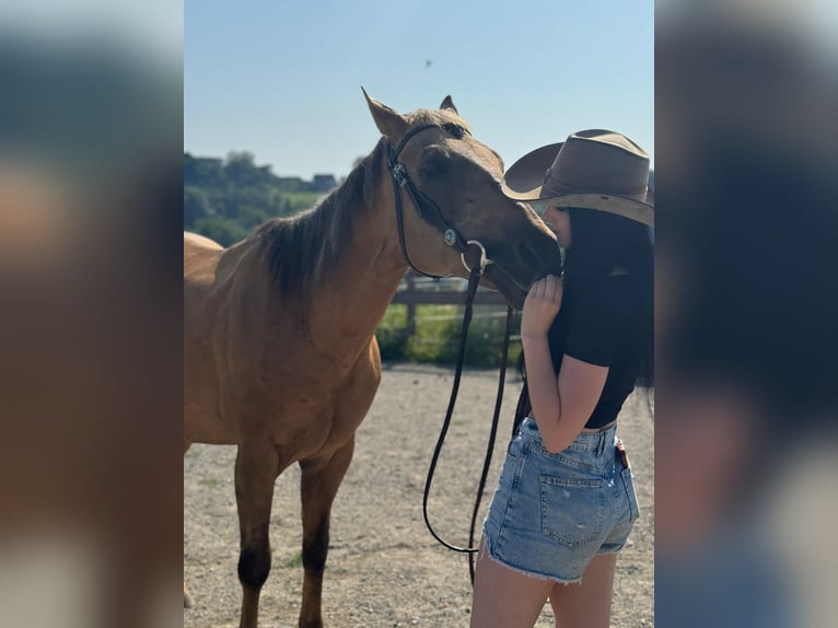 American Quarter Horse Gelding 18 years 14,2 hh Palomino in Lannach