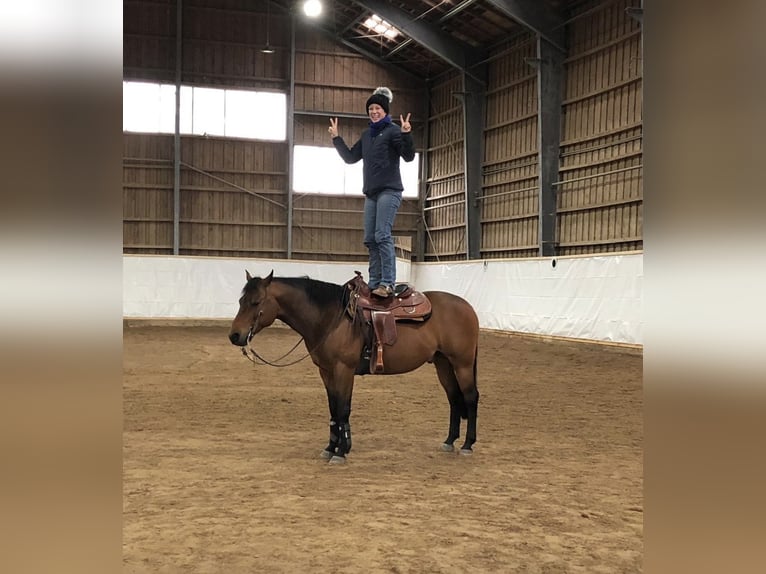 American Quarter Horse Gelding 18 years 14,3 hh Brown in Herrsching am AmmerseeHerrsching