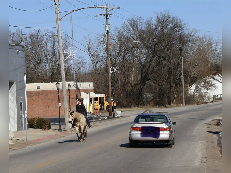 American Quarter Horse Gelding 18 years 14,3 hh Buckskin in Auburn