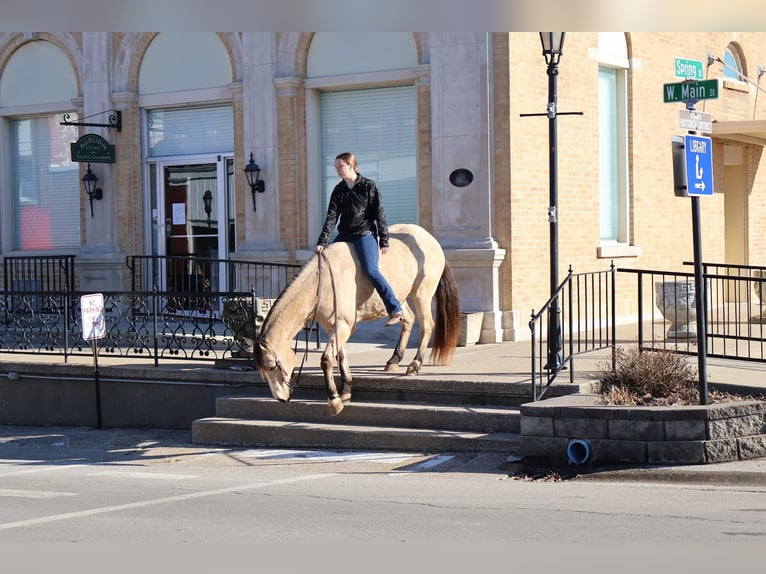 American Quarter Horse Gelding 18 years 14,3 hh Buckskin in Auburn