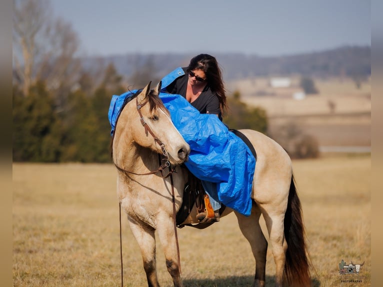 American Quarter Horse Gelding 18 years 14,3 hh Buckskin in Auburn