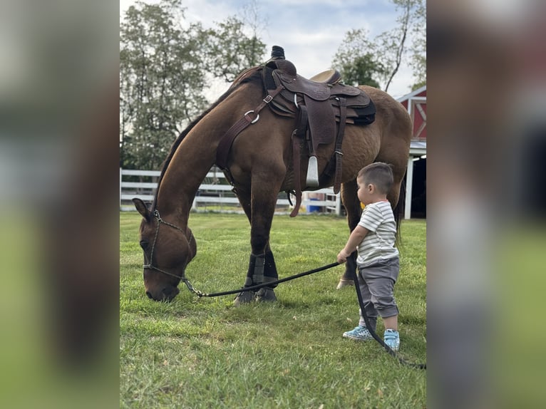 American Quarter Horse Gelding 18 years 15 hh Dun in Millstone Township