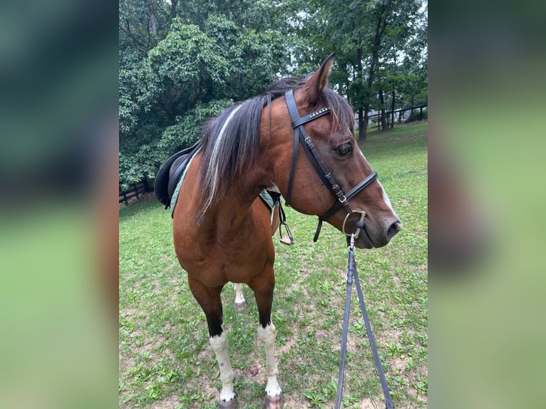 American Quarter Horse Mix Gelding 18 years 15 hh Pinto in Winchester, VA