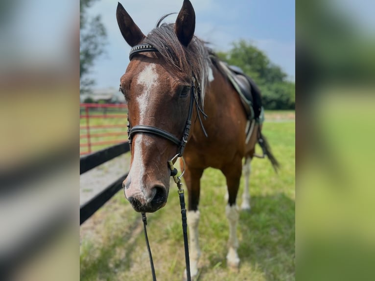 American Quarter Horse Mix Gelding 18 years 15 hh Pinto in Winchester, VA