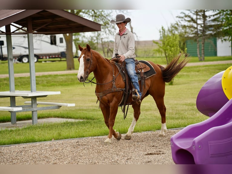American Quarter Horse Gelding 18 years 15 hh Sorrel in Corsica