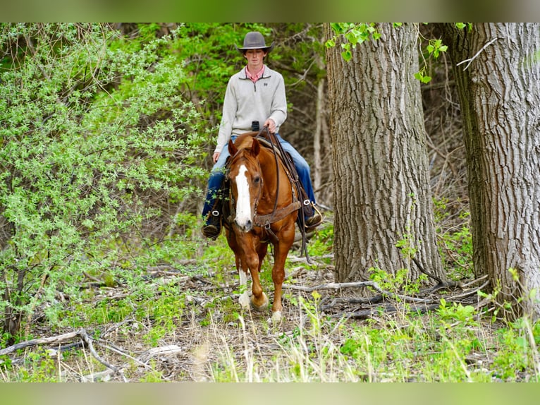 American Quarter Horse Gelding 18 years 15 hh Sorrel in Corsica