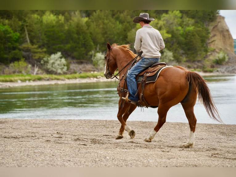 American Quarter Horse Gelding 18 years 15 hh Sorrel in Corsica