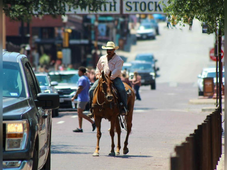 American Quarter Horse Gelding 18 years 15,1 hh Chestnut in Stephenville TX