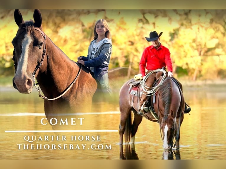 American Quarter Horse Gelding 18 years 15,3 hh Roan-Red in Fishtail, MT