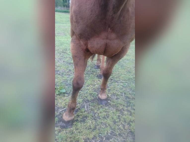 American Quarter Horse Gelding 19 years 14.3 hh Chestnut-Red in Golßen
