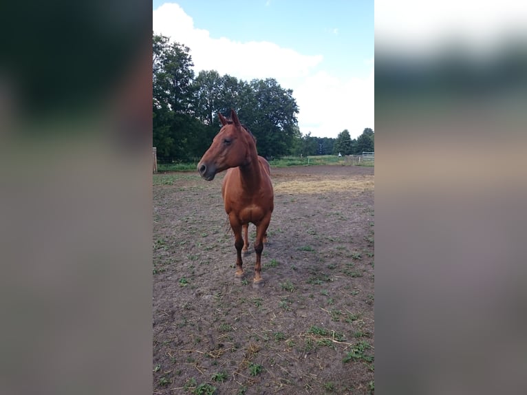 American Quarter Horse Gelding 19 years 14.3 hh Chestnut-Red in Golßen