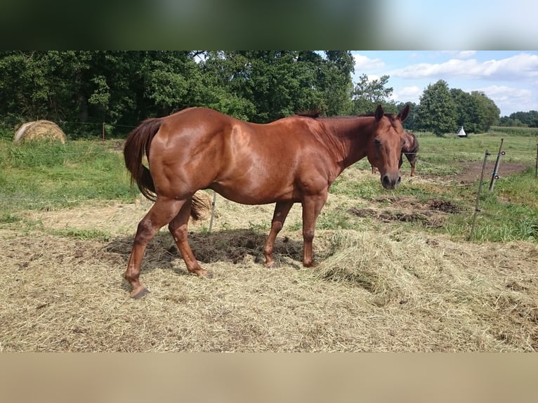 American Quarter Horse Gelding 19 years 14.3 hh Chestnut-Red in Golßen