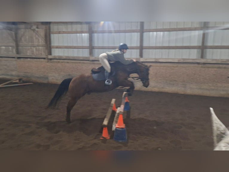 American Quarter Horse Gelding 19 years 14 hh Bay in Churubusco