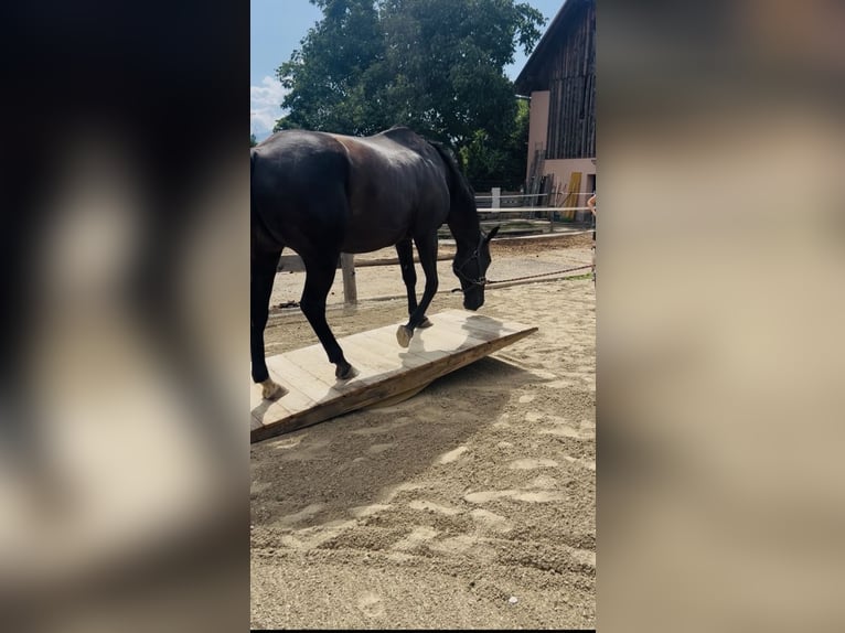 American Quarter Horse Mix Gelding 19 years 15.2 hh Black in Tainach