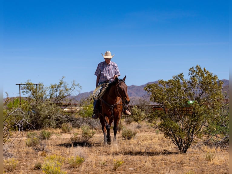 American Quarter Horse Gelding 19 years 15 hh Bay in Congress