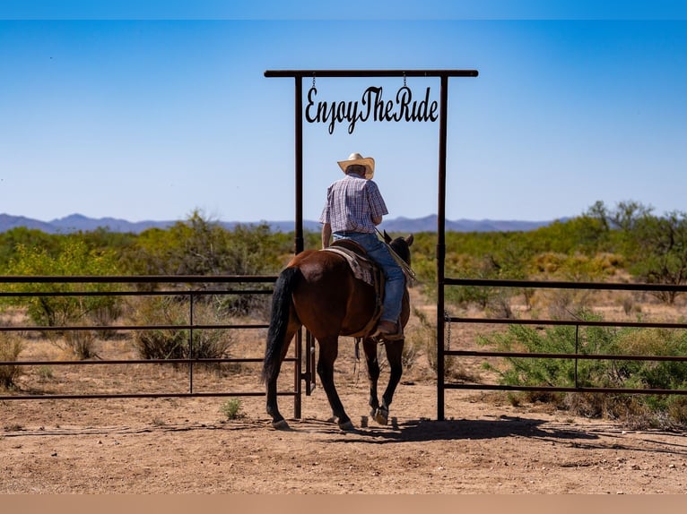 American Quarter Horse Gelding 19 years 15 hh Bay in Congress