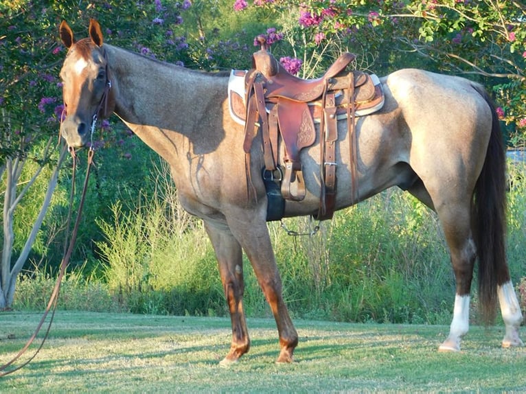 American Quarter Horse Gelding 19 years 15 hh Roan-Red in Mt Hope