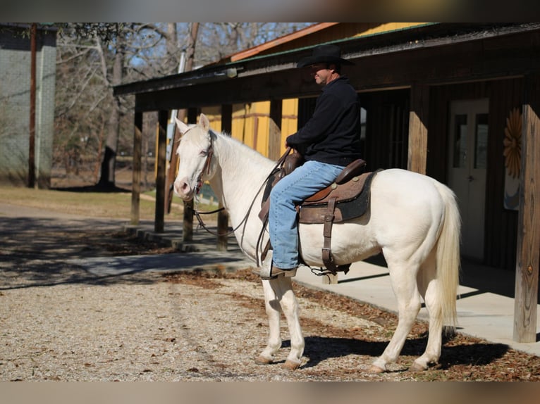American Quarter Horse Gelding 19 years Cremello in Kentwood, LA