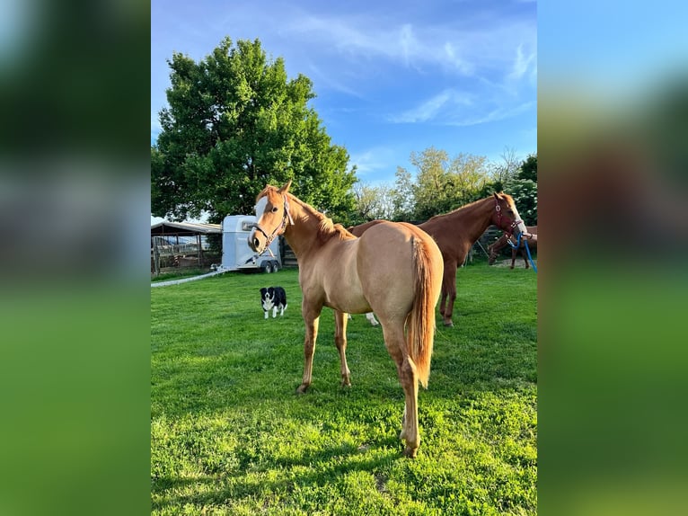 American Quarter Horse Gelding 1 year 11,2 hh Red Dun in Szőce