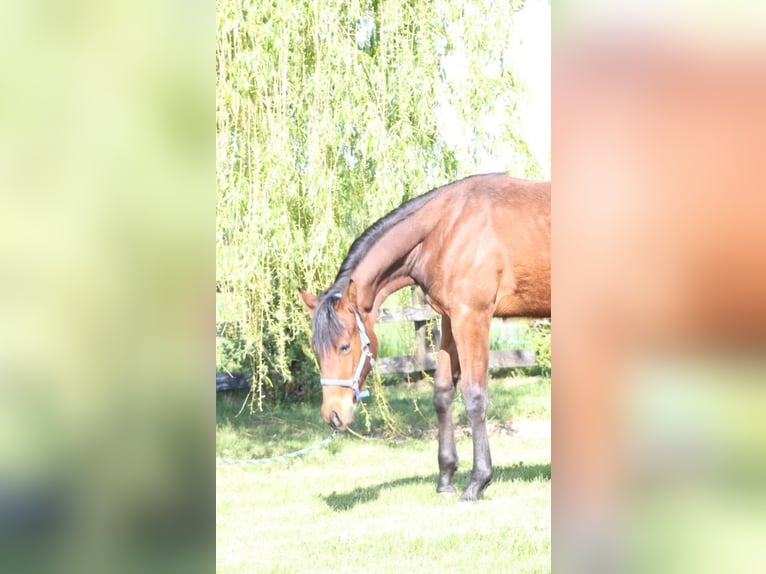 American Quarter Horse Gelding 1 year 13.2 hh Chestnut-Red in Aspach