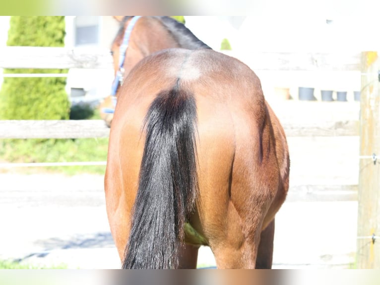 American Quarter Horse Gelding 1 year 13.2 hh Chestnut-Red in Aspach